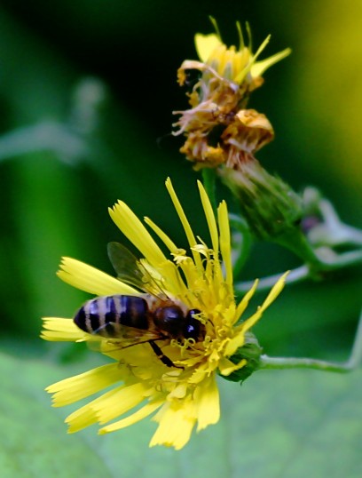 Bee