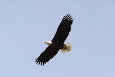 Bald eagle